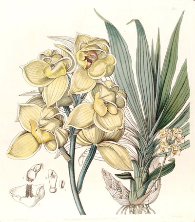 Mormodes Luxata (as Mormodes Luxatum) by Miss Drake